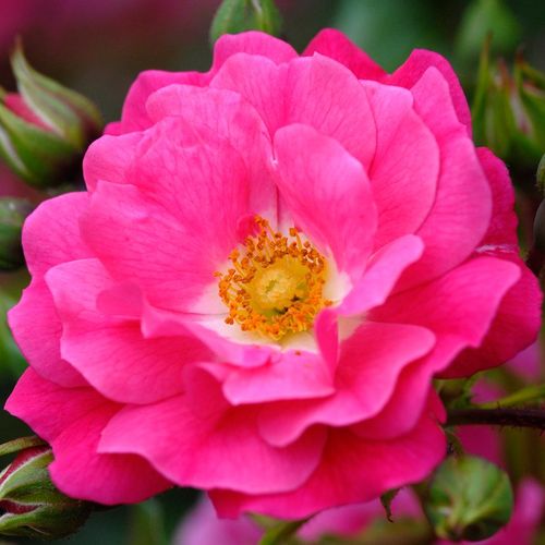 Vendita, rose rose tappezzanti - rosa - Rosa Noatraum - rosa dal profumo discreto - Werner Noack - ,-